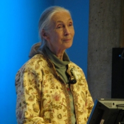 Jane Goodall teaser sq